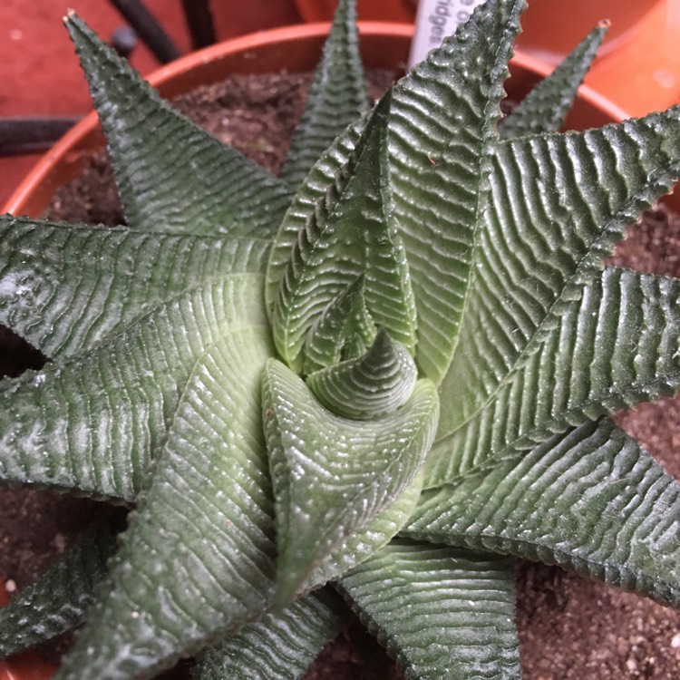 plant image 898523 plant image 898523