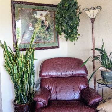 Darla's garden