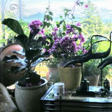 Darla's garden