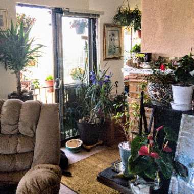 Darla's garden