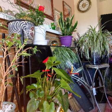 Darla's garden