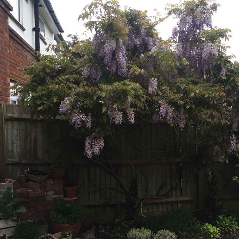 Plant image Wisteria floribunda 'Burford'