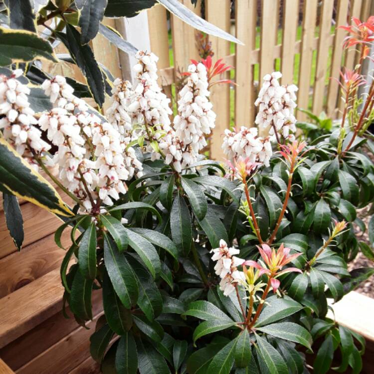 Plant image Pieris japonica 'Bonfire'