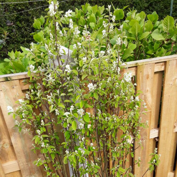 plant image 366327