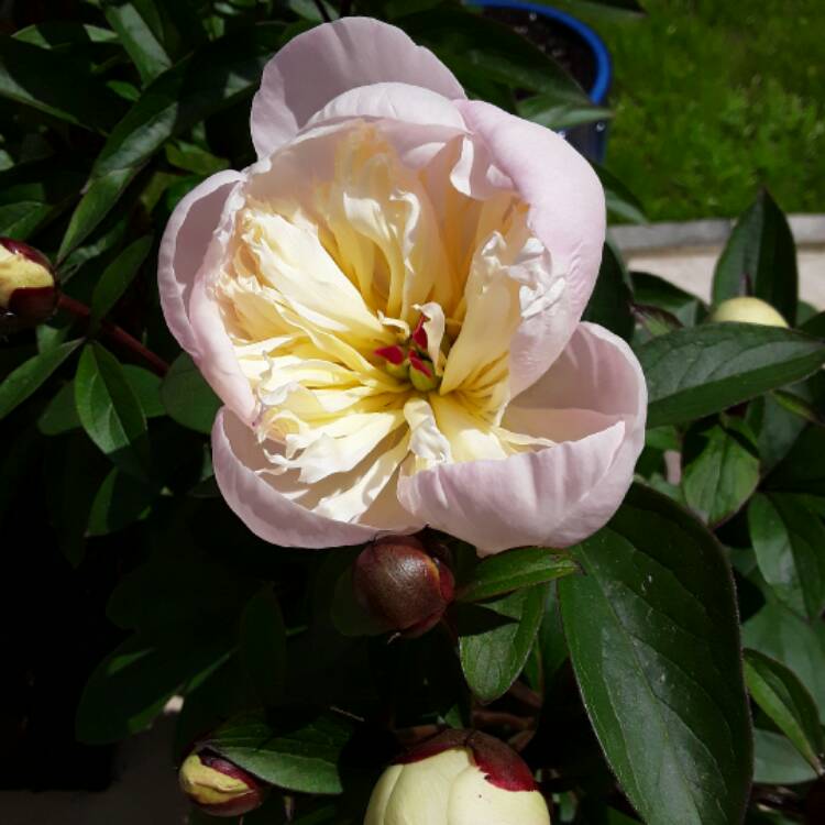 Plant image Paeonia rockii