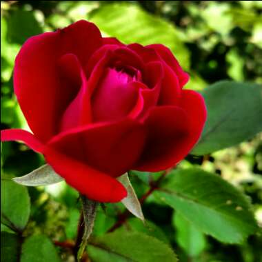 Rosa