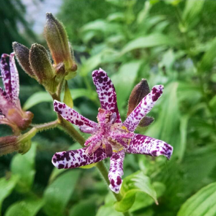 Plant image Tricyrtis formosana 'Dark Beauty'