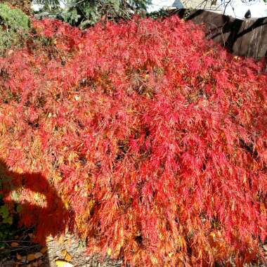 Japanese Maple
