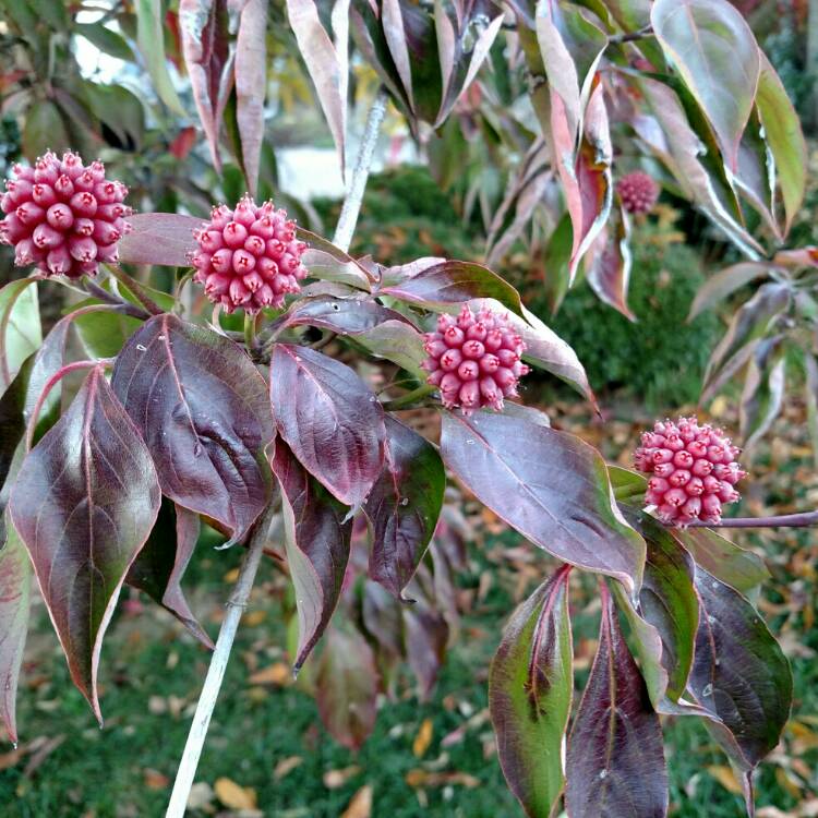 Plant image Cornus kousa 'Chinensis'