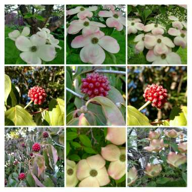 Deanna's garden