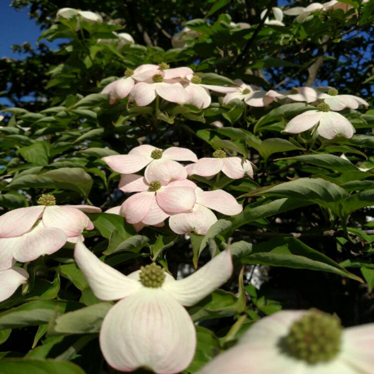 plant image 393299