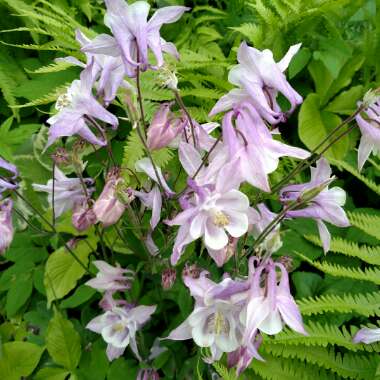 Columbine