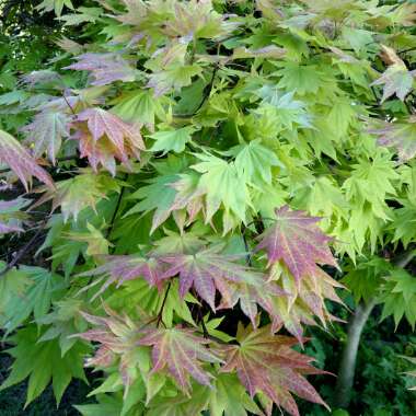 Full Moon Maple 'Autumn Moon'