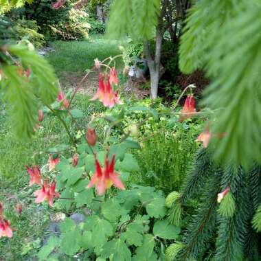 Canada columbine