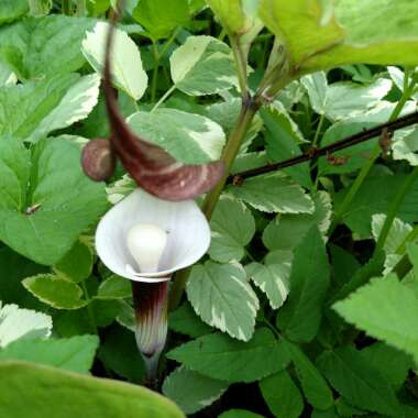 Deanna's garden