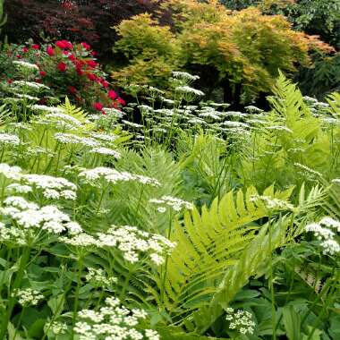 Deanna's garden