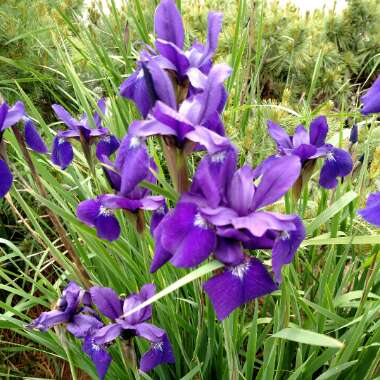 Deanna's garden