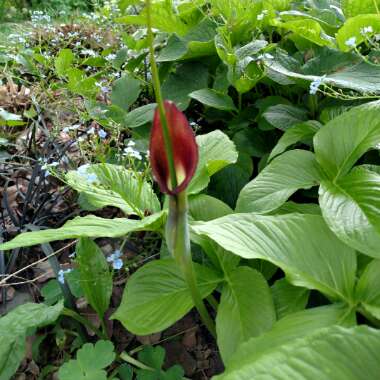 Deanna's garden