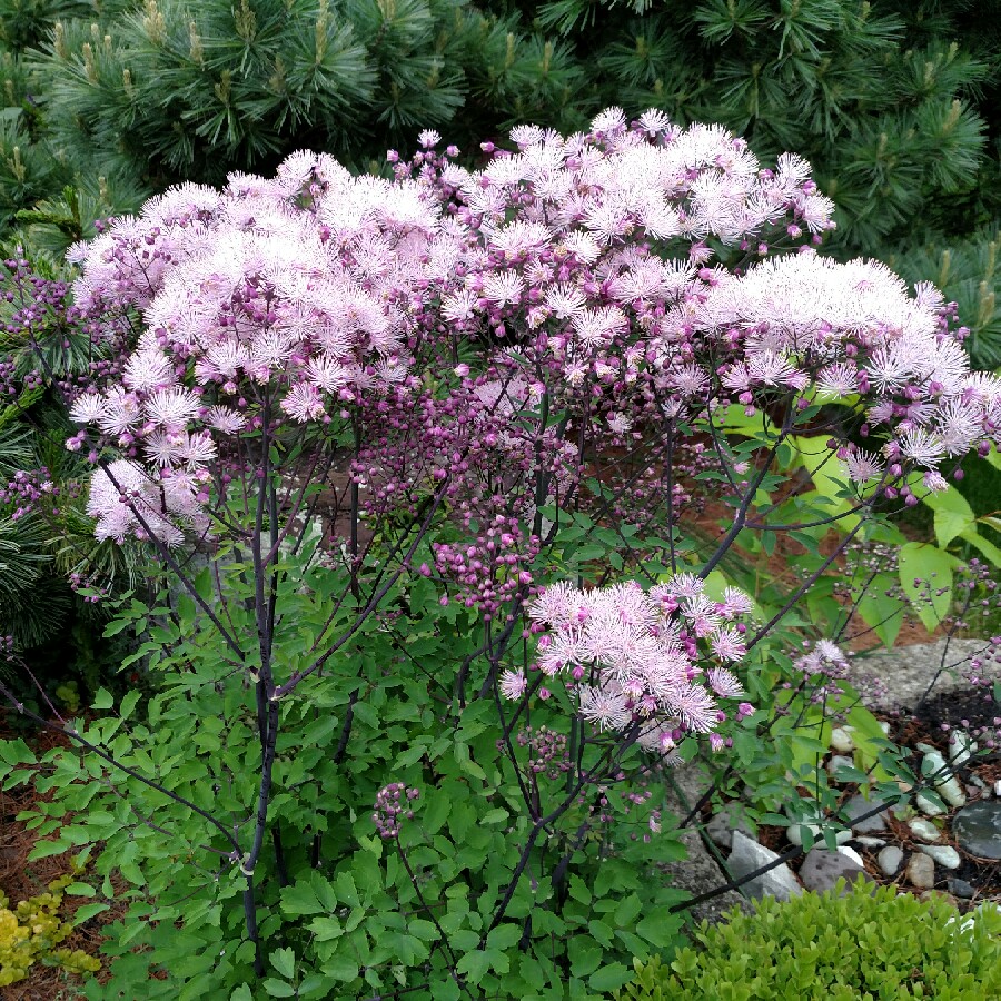Plant image Thalictrum aquilegiifolium 'Album'