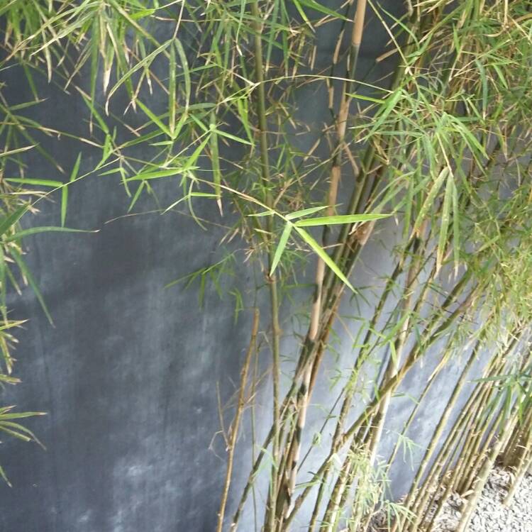plant image 1267984
