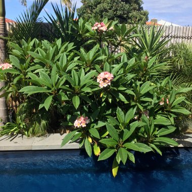 Plumeria 'Fruit Salad'