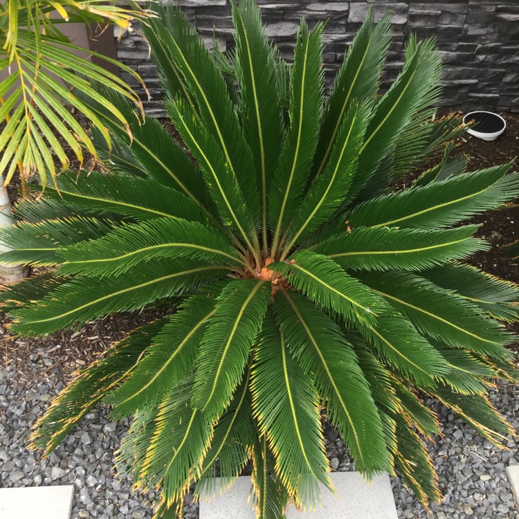 Plant image Encephalartos altensteinii