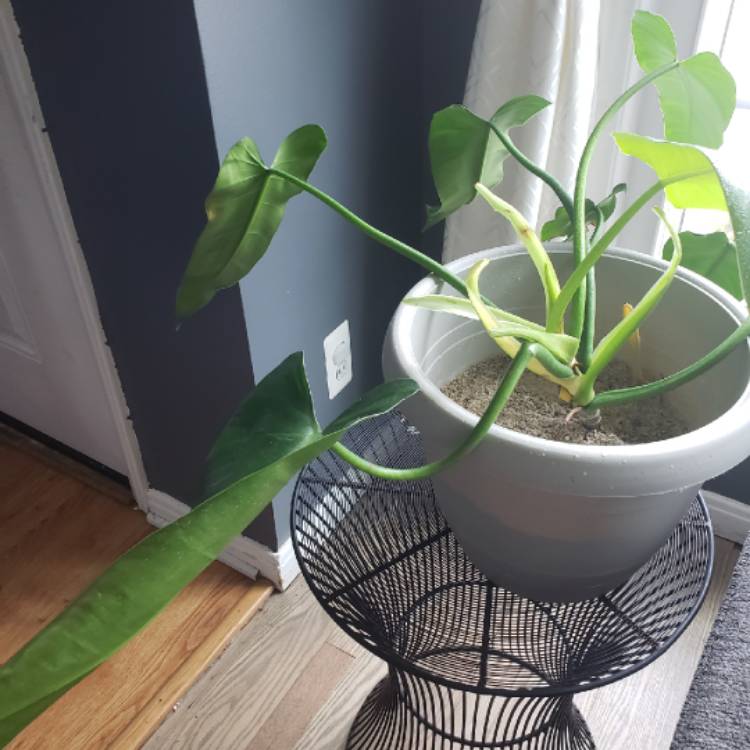 Plant image Philodendron 'Burle Marx'