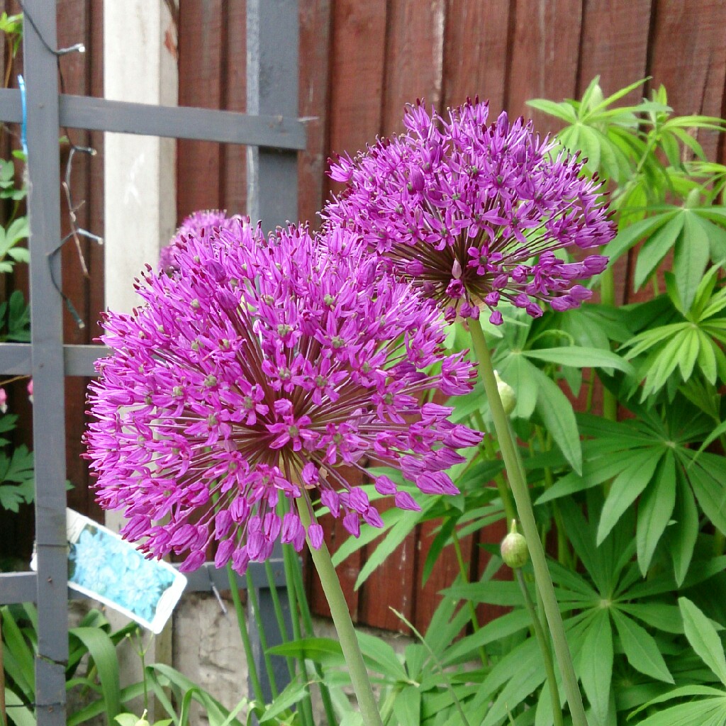 Allium 'Purple Sensation'