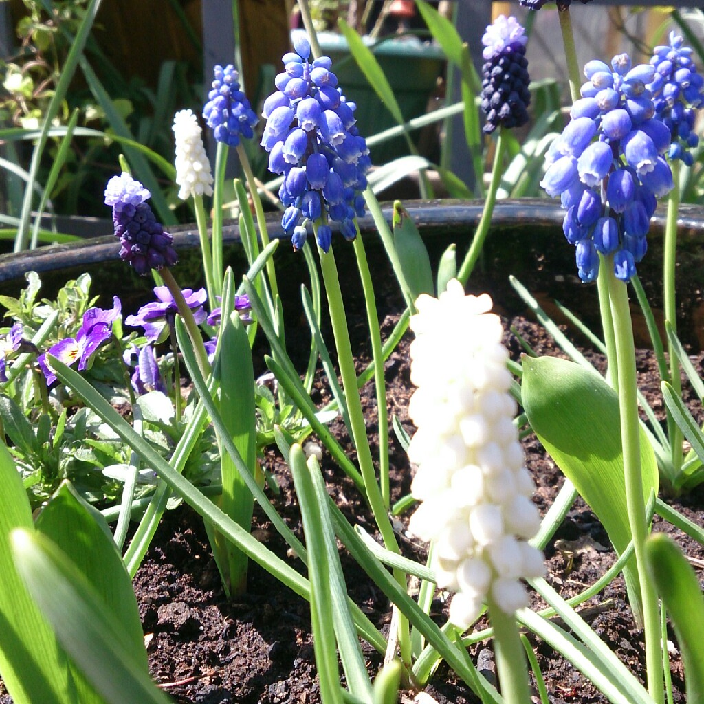 Grape Hyacinth (Species) Armenian Grape Hyacinth