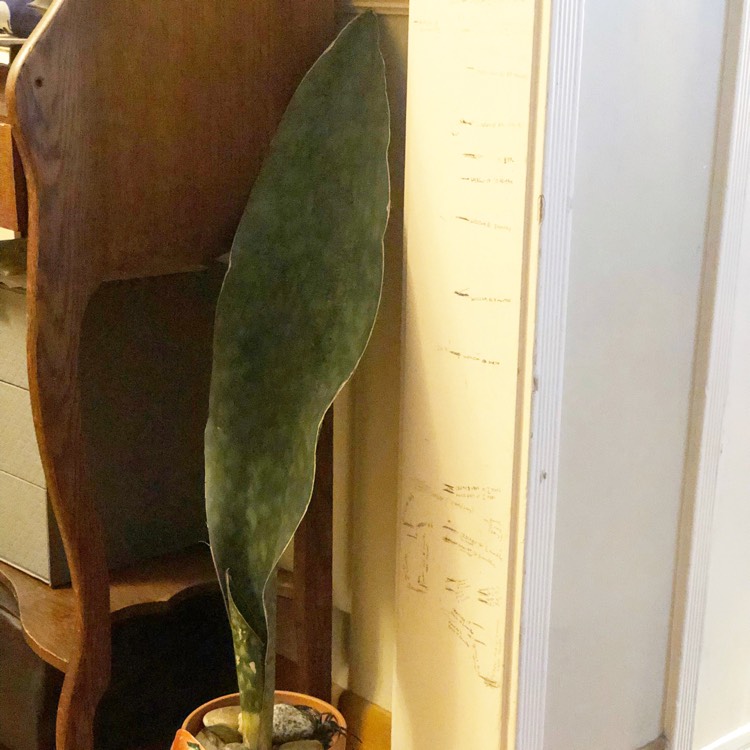 plant image 1023021