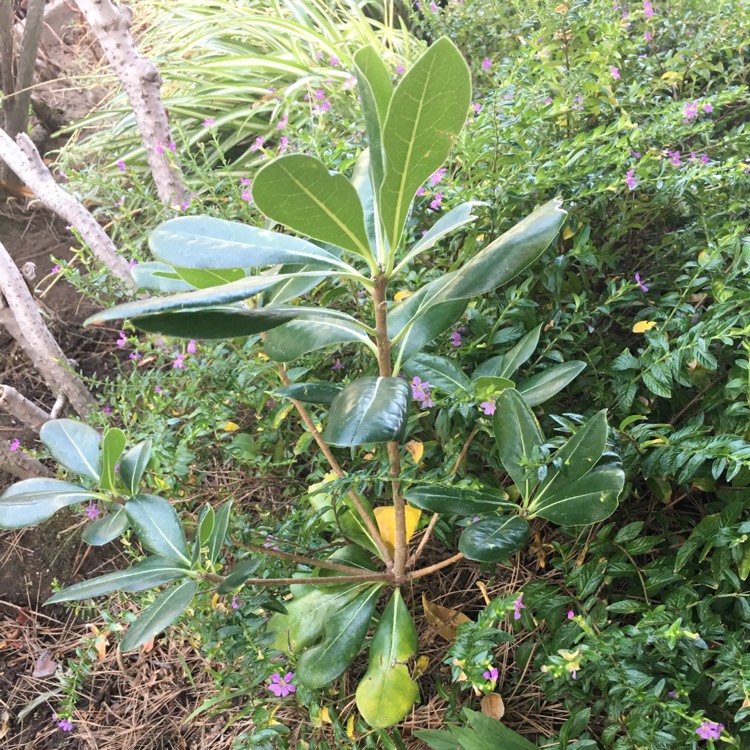 Plant image Pittosporum tobira 'Washington Park'