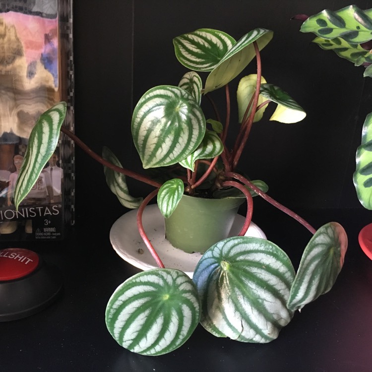 Plant image Peperomia sandersii