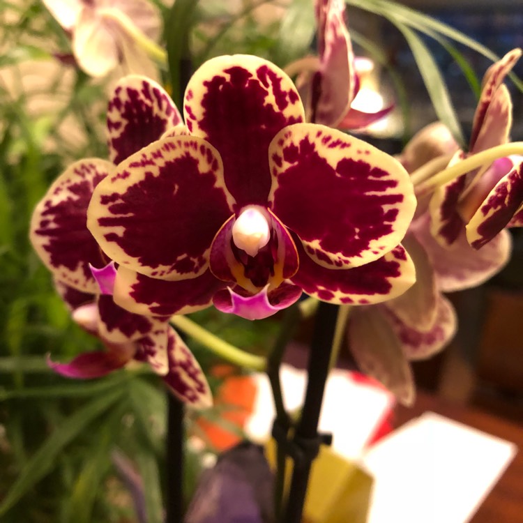 Plant image Phalaenopsis Miniature Purple and White