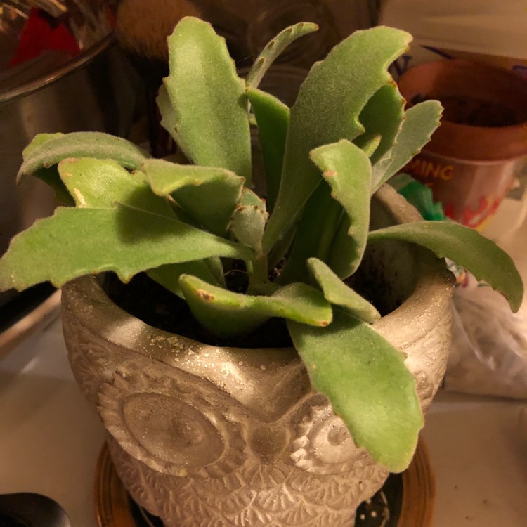 Plant image Kalanchoe Beharti