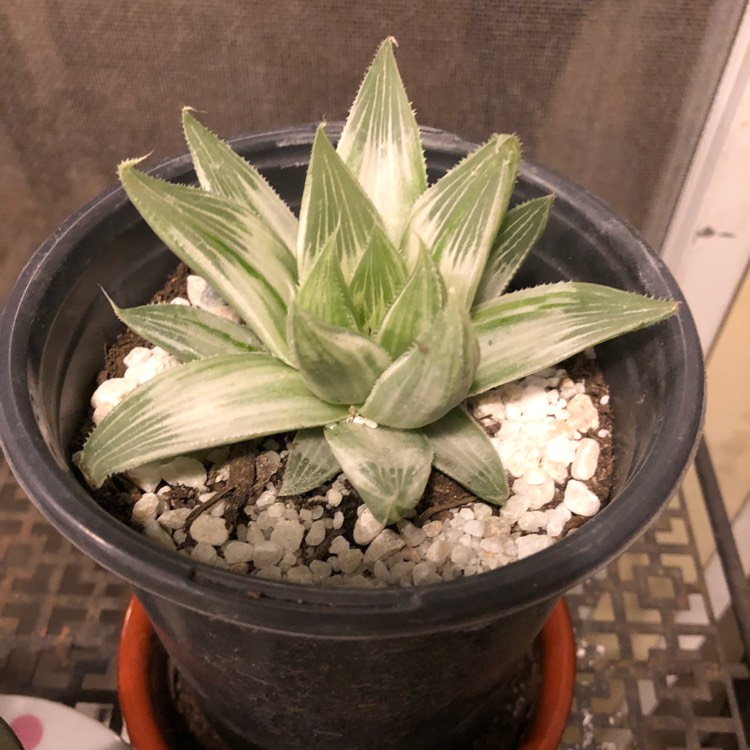 Plant image Haworthia retusa 'White Ghost'
