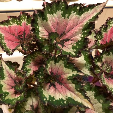 Begonia (Rex Cultorum Group)  syn. Begonia rex