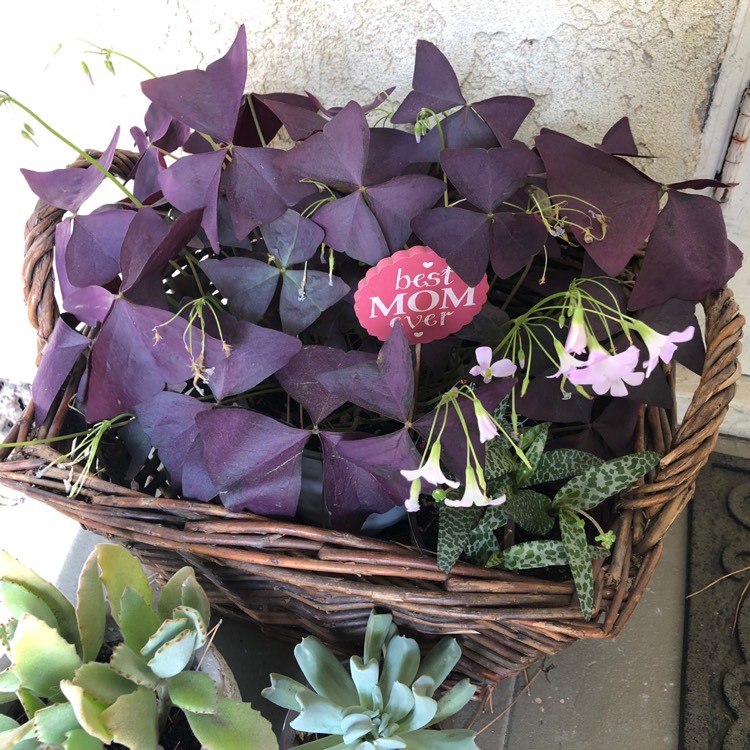 Plant image Oxalis 'Black Velvet'