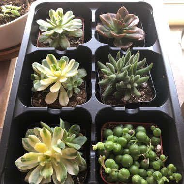 Aeonium Suncup