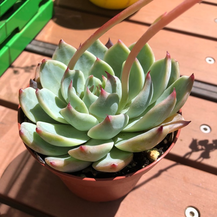 plant image 653486