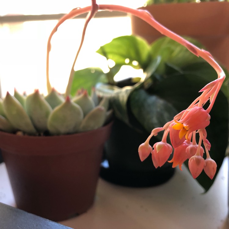 plant image 654356