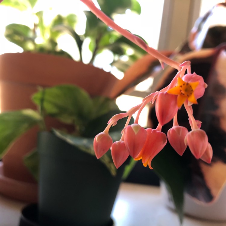 plant image 654358