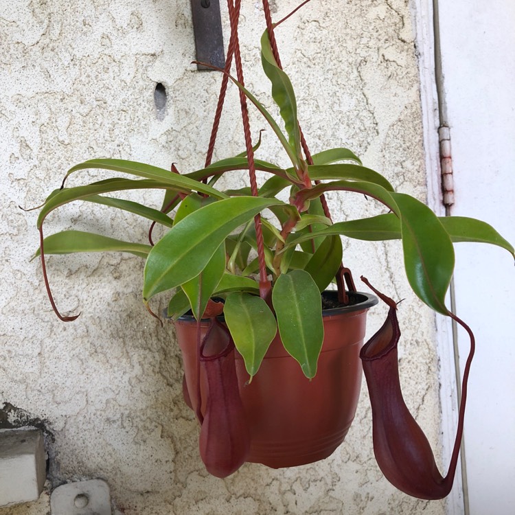 Plant image Nepenthes ventricosa