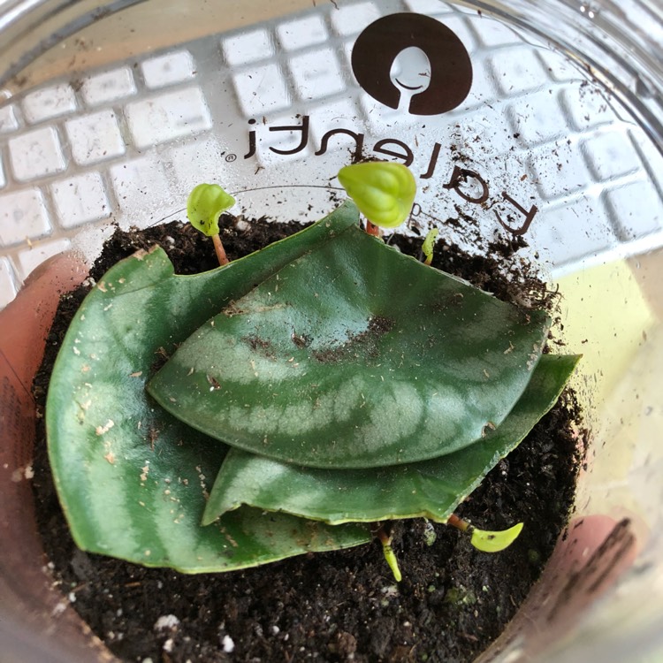 plant image 710749 plant image 710749