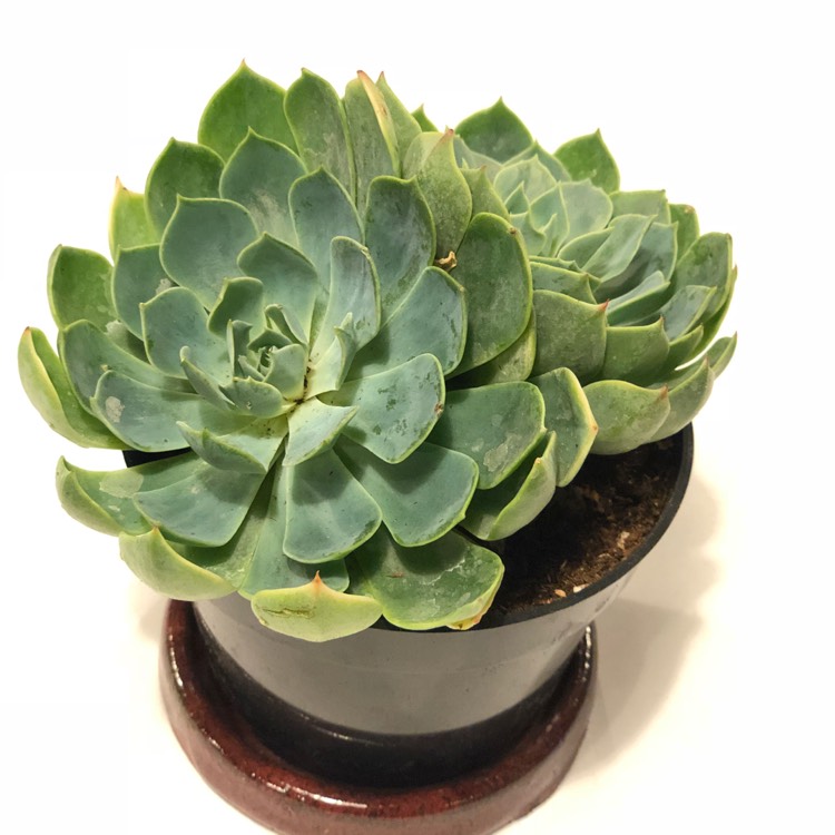 Plant image Echeveria Blue Mist