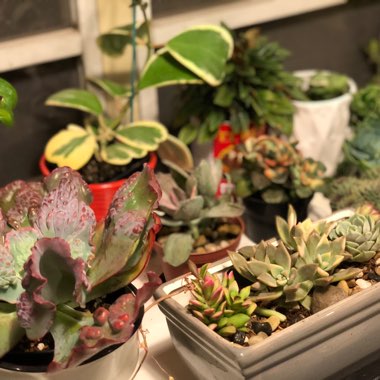 Graptopetalum Paraguayense subsp. Paraguayense Variegata