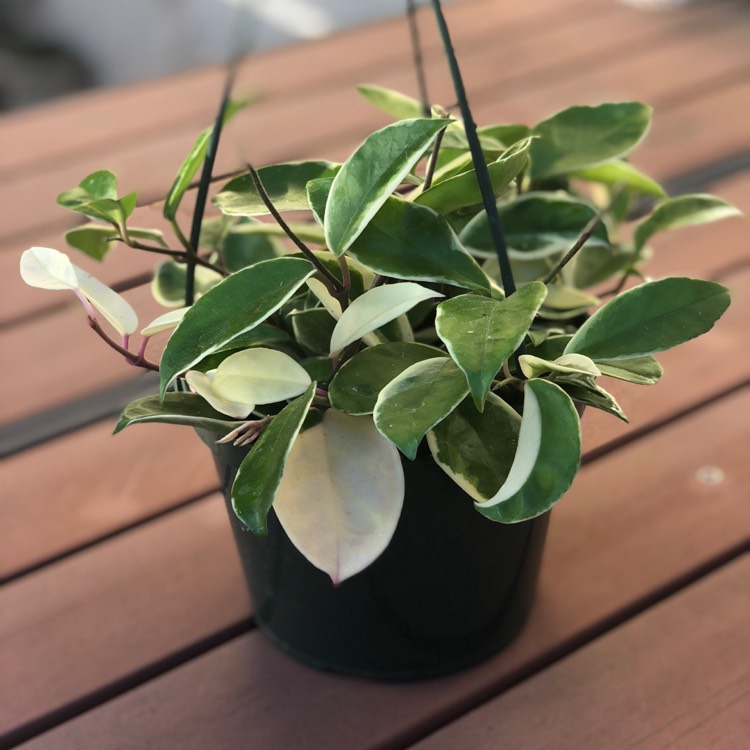 plant image 886818