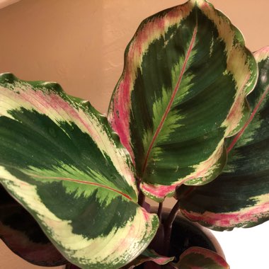 Calathea roseopicta 'Medallion'