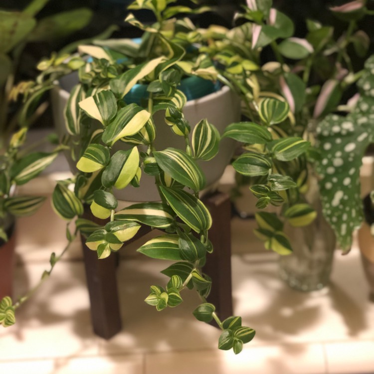Plant image Tradescantia fluminensis 'Variegata'