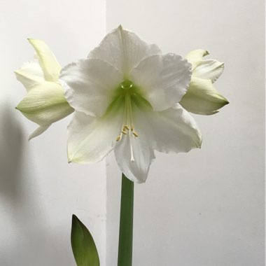 Hippeastrum