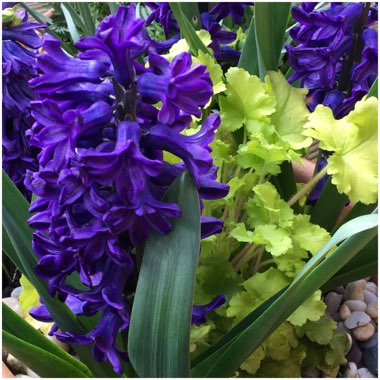 Hyacinthus orientalis